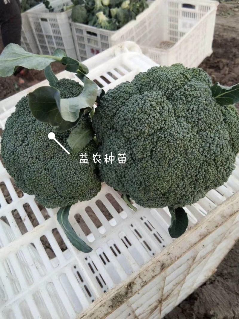 日本炎秀精选西兰花苗优质种苗温棚育苗数量充裕包邮