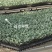 日本炎秀精选西兰花苗优质种苗温棚育苗数量充裕包邮