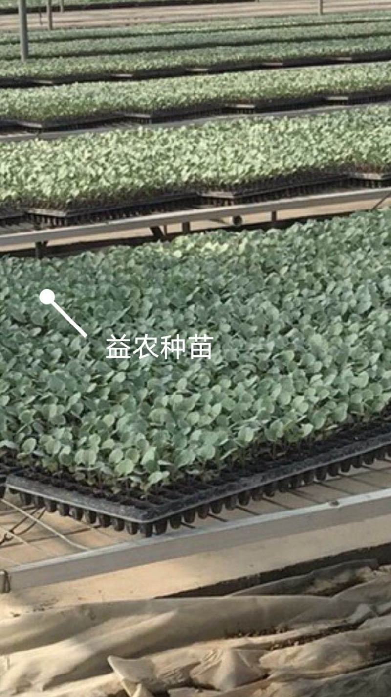 日本炎秀精选西兰花苗优质种苗温棚育苗数量充裕包邮