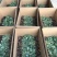 日本炎秀精选西兰花苗优质种苗温棚育苗数量充裕包邮
