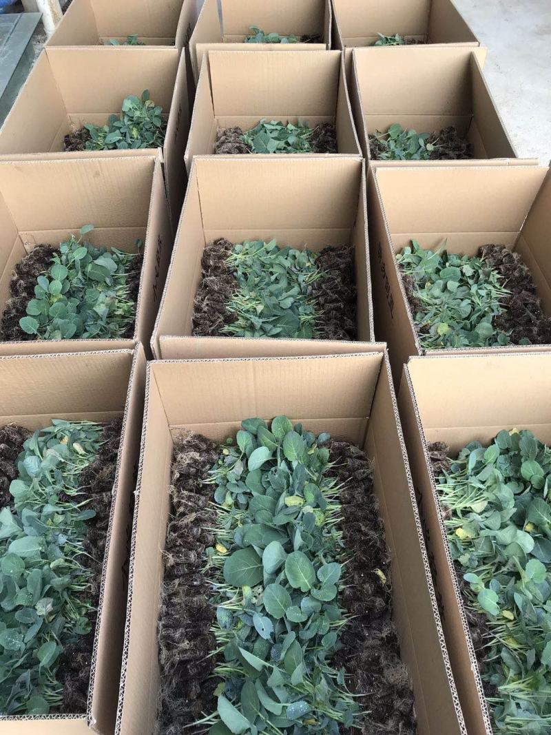 日本炎秀精选西兰花苗优质种苗温棚育苗数量充裕包邮