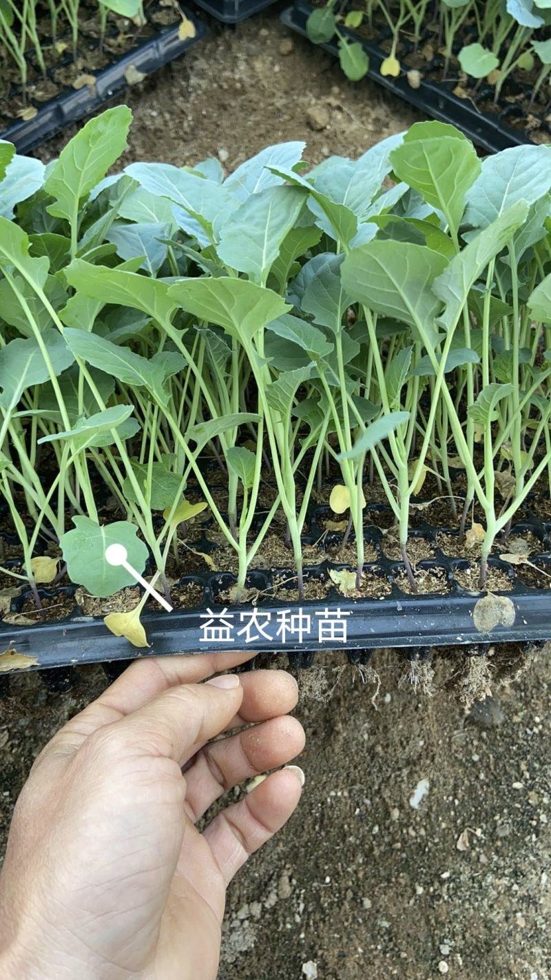 日本炎秀精选西兰花苗优质种苗温棚育苗数量充裕包邮