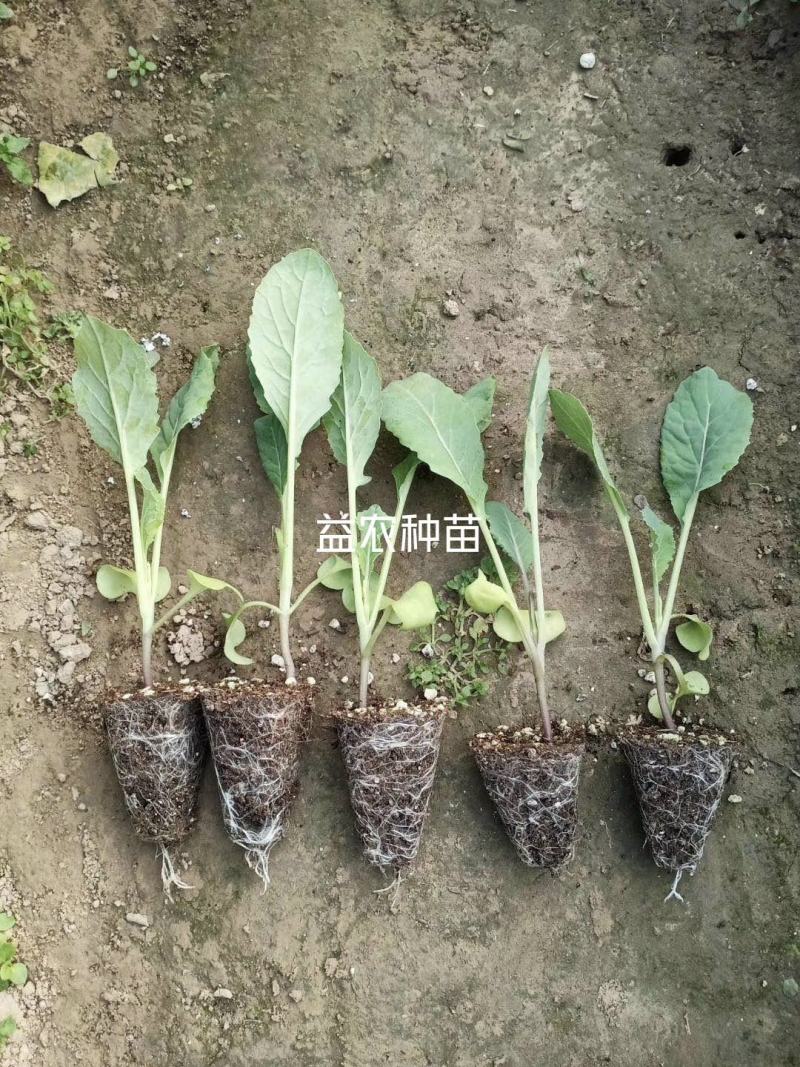 日本炎秀精选西兰花苗优质种苗温棚育苗数量充裕包邮