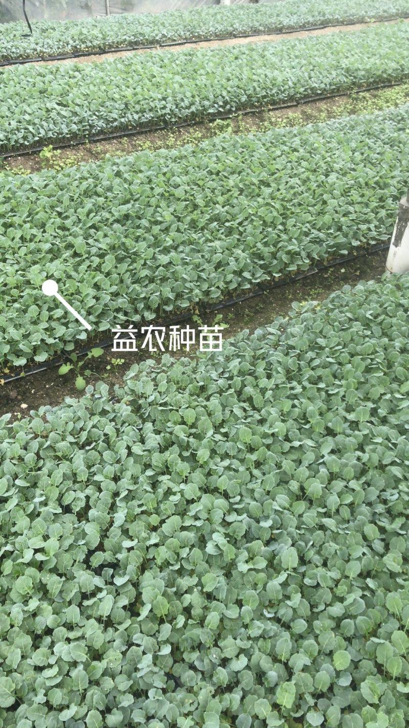 日本炎秀精选西兰花苗优质种苗温棚育苗数量充裕包邮