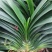 12年君子兰盆栽圆头和尚大苗带花苞花卉植物室内绿植开花