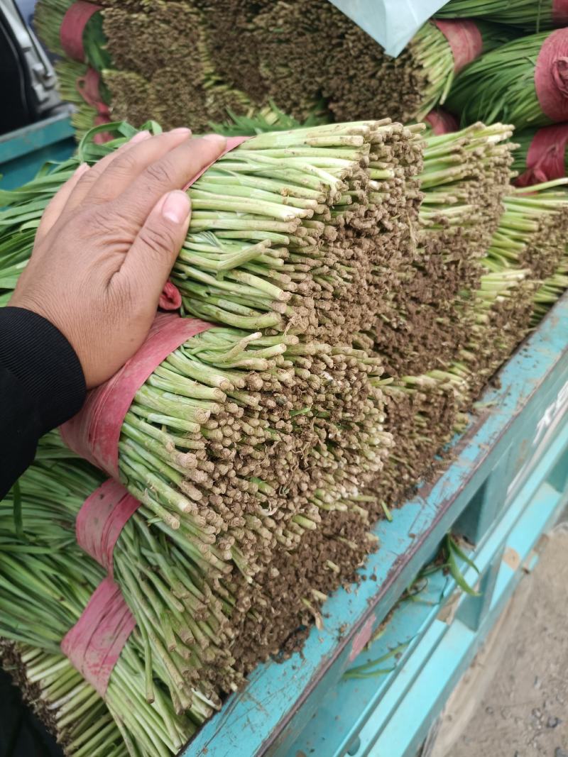 河北宽叶韭菜，万亩产地，大棚种植。现割现发。质量保证。