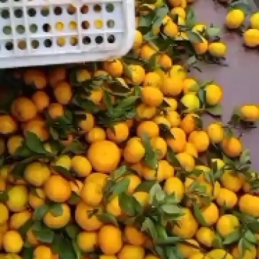 湖北宜昌薄皮化渣蜜橘口感水分皮毛颜色硬度杠杠哒！