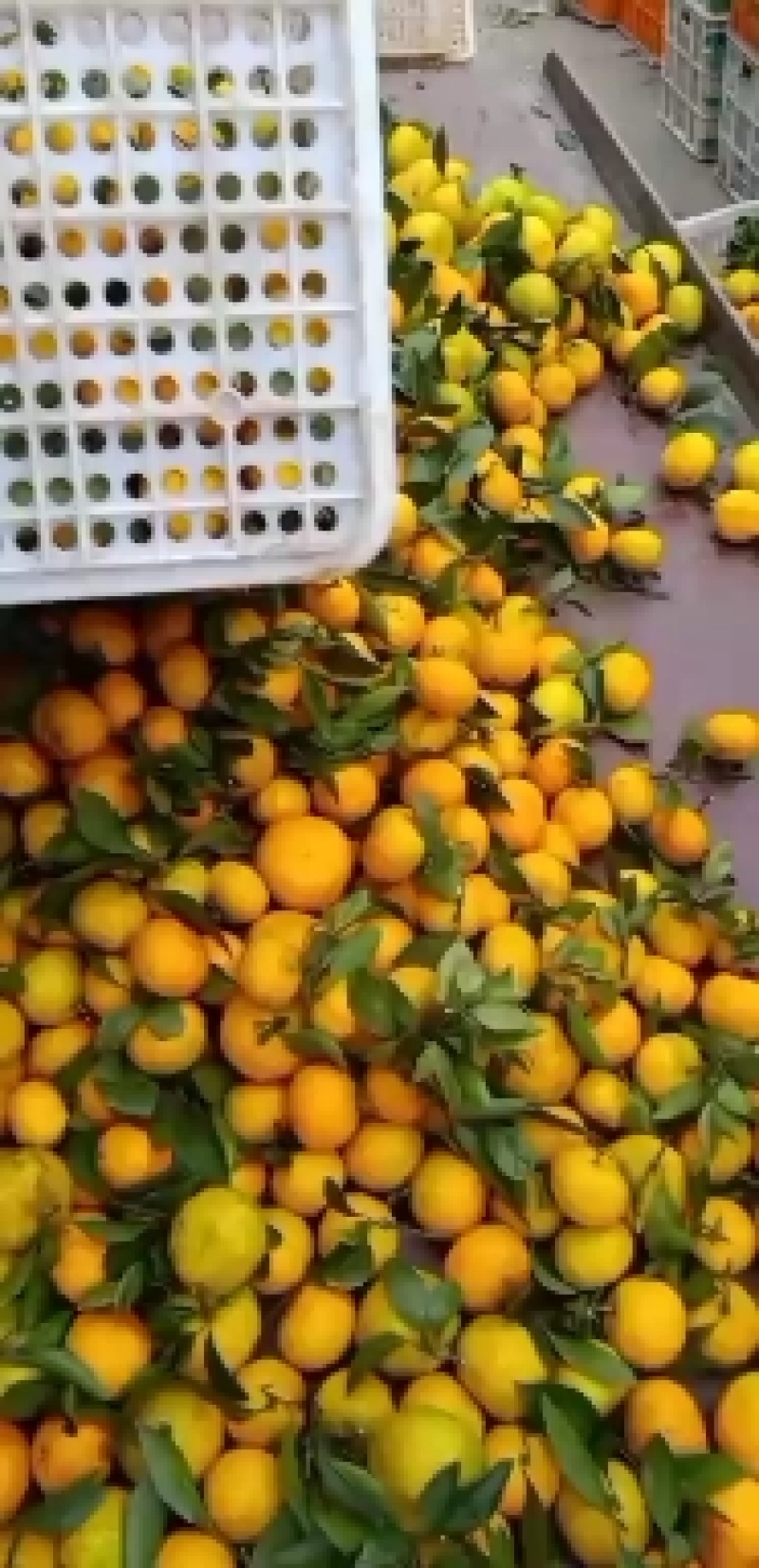 湖北宜昌薄皮化渣蜜橘口感水分皮毛颜色硬度杠杠哒！