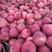 山东烟台红富士苹果大量上市，产地直销，品质保障