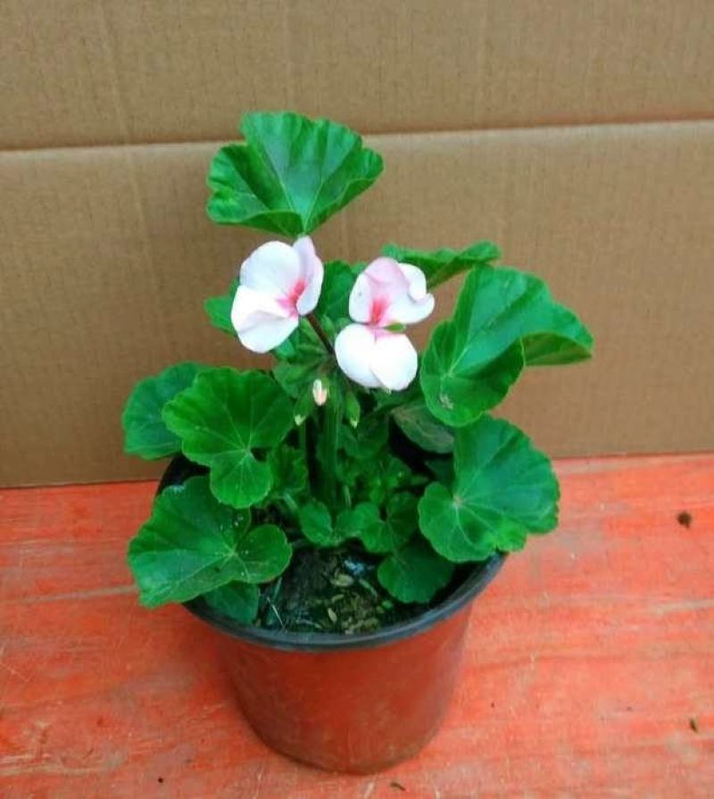 天竺葵盆栽带花发货单瓣重瓣天竺葵花苗阳台庭院花卉洋绣球