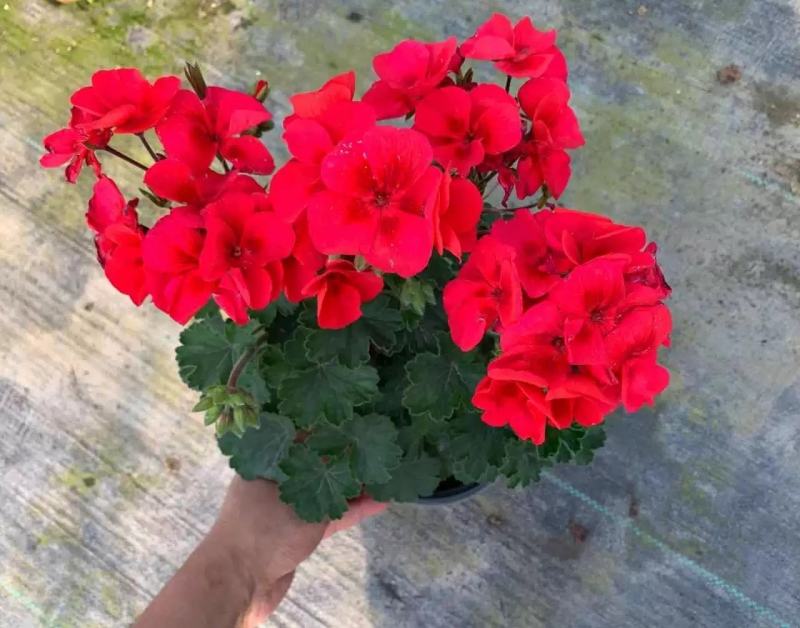 天竺葵盆栽带花发货单瓣重瓣天竺葵花苗阳台庭院花卉洋绣球