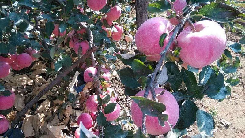 【精品推荐】山东万亩苹果基地，汁水饱满品种齐全全国发货