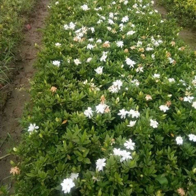 栀子花种子浓香型大叶重瓣四季开花阳台盆栽观赏食用花卉易活