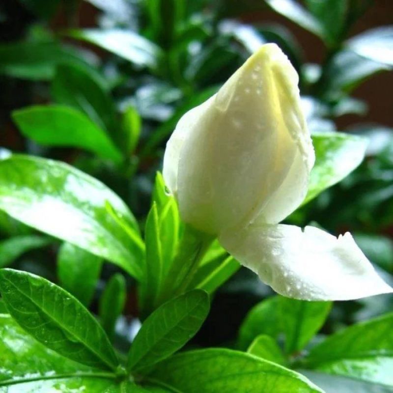栀子花种子浓香型大叶重瓣四季开花阳台盆栽观赏食用花卉易活