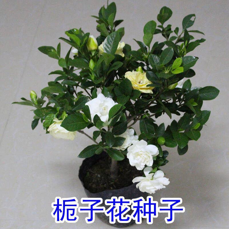 栀子花种子浓香型大叶重瓣四季开花阳台盆栽观赏食用花卉易活