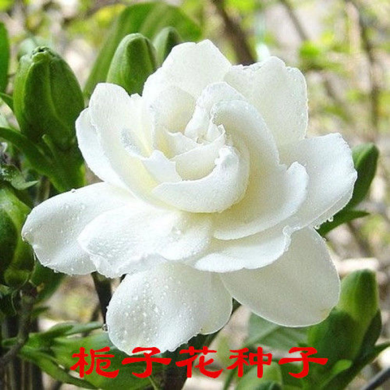 栀子花种子浓香型大叶重瓣四季开花阳台盆栽观赏食用花卉易活