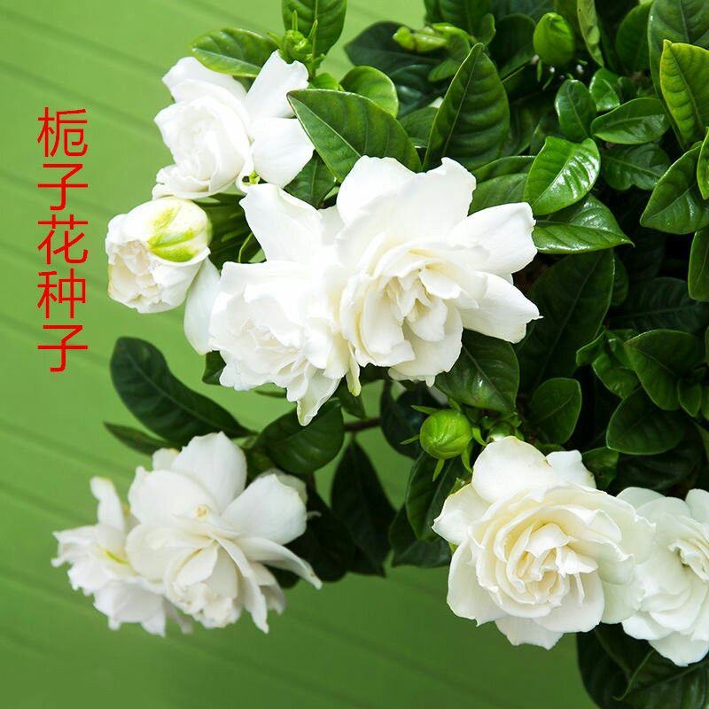 栀子花种子浓香型大叶重瓣四季开花阳台盆栽观赏食用花卉易活