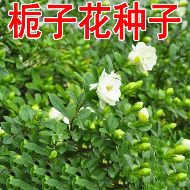 栀子花种子浓香型大叶重瓣四季开花阳台盆栽观赏食用花卉易活