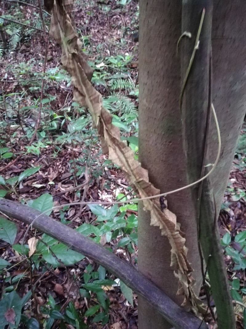两面针野生干货