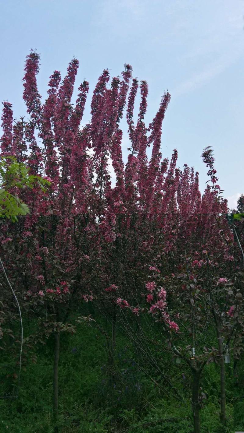 贵人果、绚丽海棠，春花秋实，硕果累累