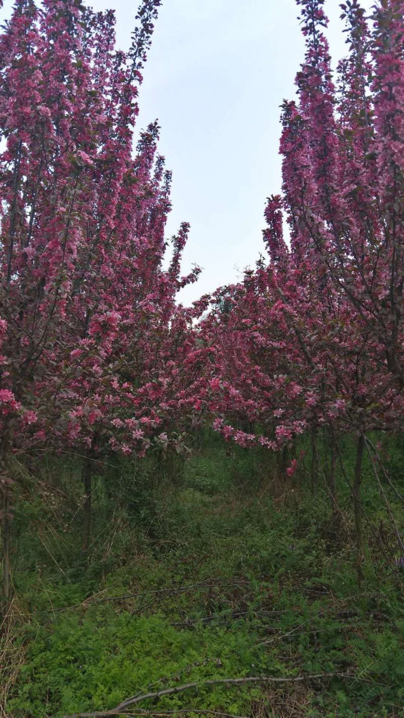 贵人果、绚丽海棠，春花秋实，硕果累累