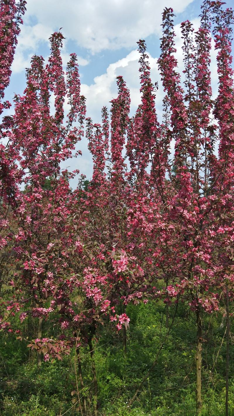 贵人果、绚丽海棠，春花秋实，硕果累累