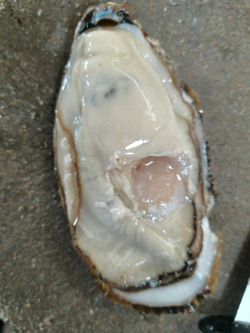 乳山生蚝各种规格半壳生蚝