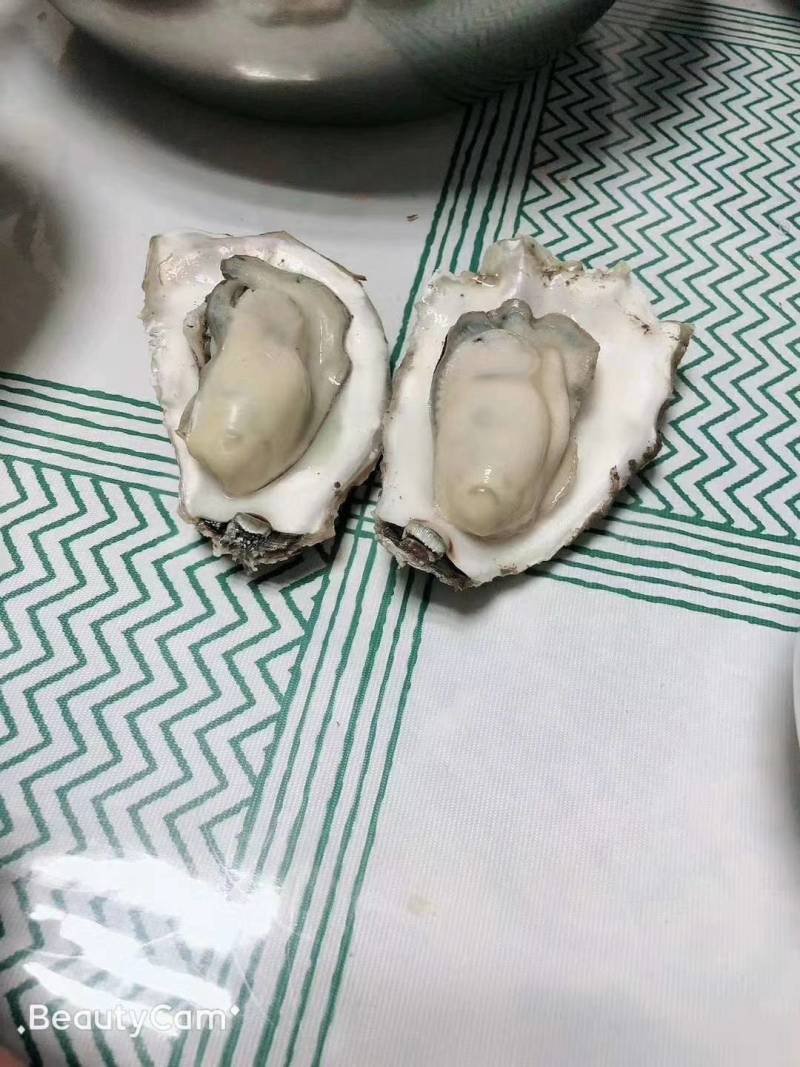 乳山生蚝各种规格半壳生蚝