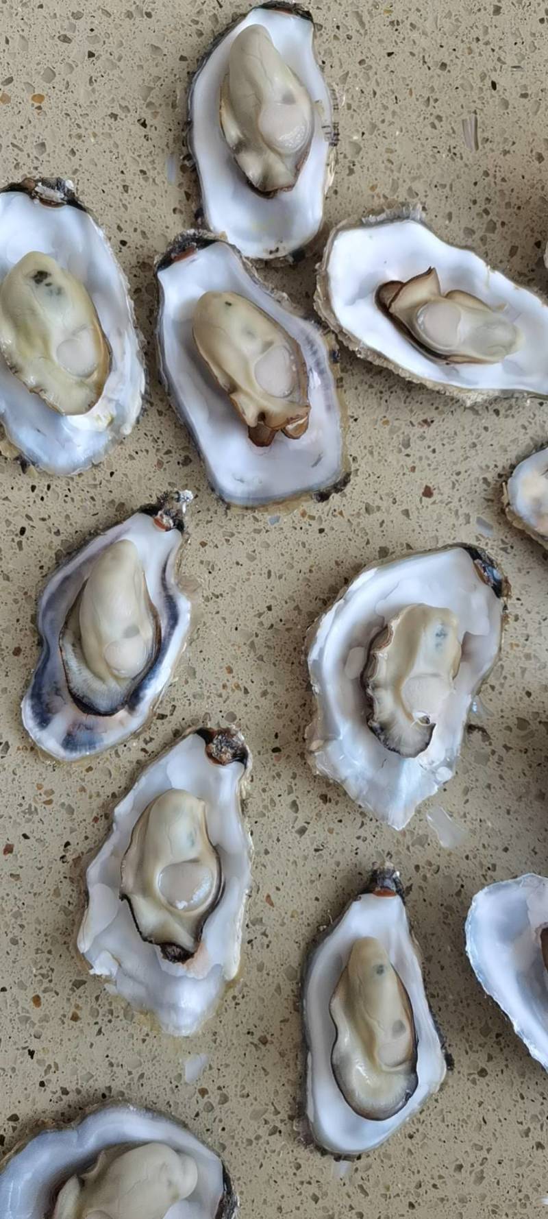 乳山生蚝各种规格半壳生蚝