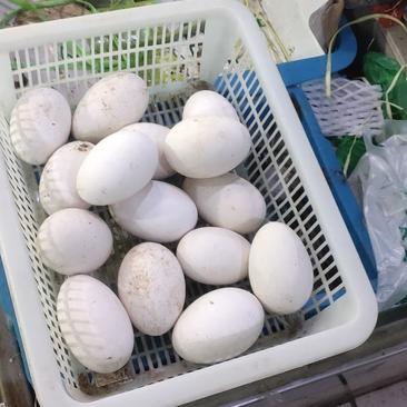 鹅蛋鲜鹅蛋散养土鹅蛋超市菜场禽蛋批发部量大从优