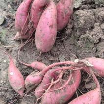 本人自己种西瓜红红薯10亩