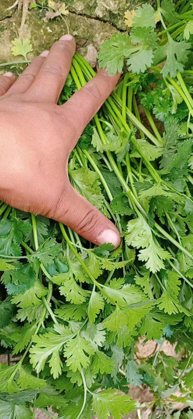 精品香菜铁杆青大小叶香菜！十月底大量供货，农户直接交易。