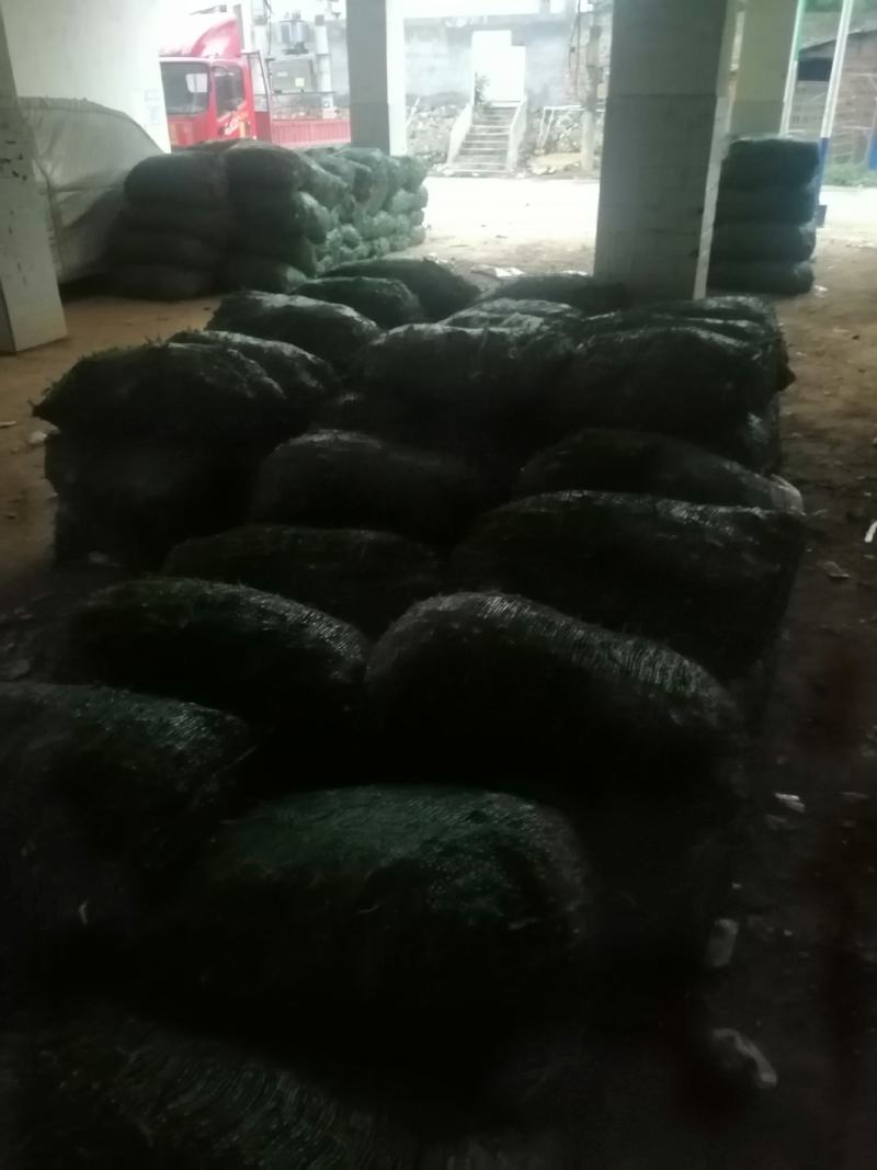 【HOT】黄花菜种苗，基地现挖现卖，后期提供管理技术支持