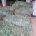 【HOT】黄花菜种苗，基地现挖现卖，后期提供管理技术支持