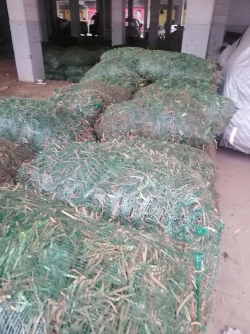 【HOT】黄花菜种苗，基地现挖现卖，后期提供管理技术支持