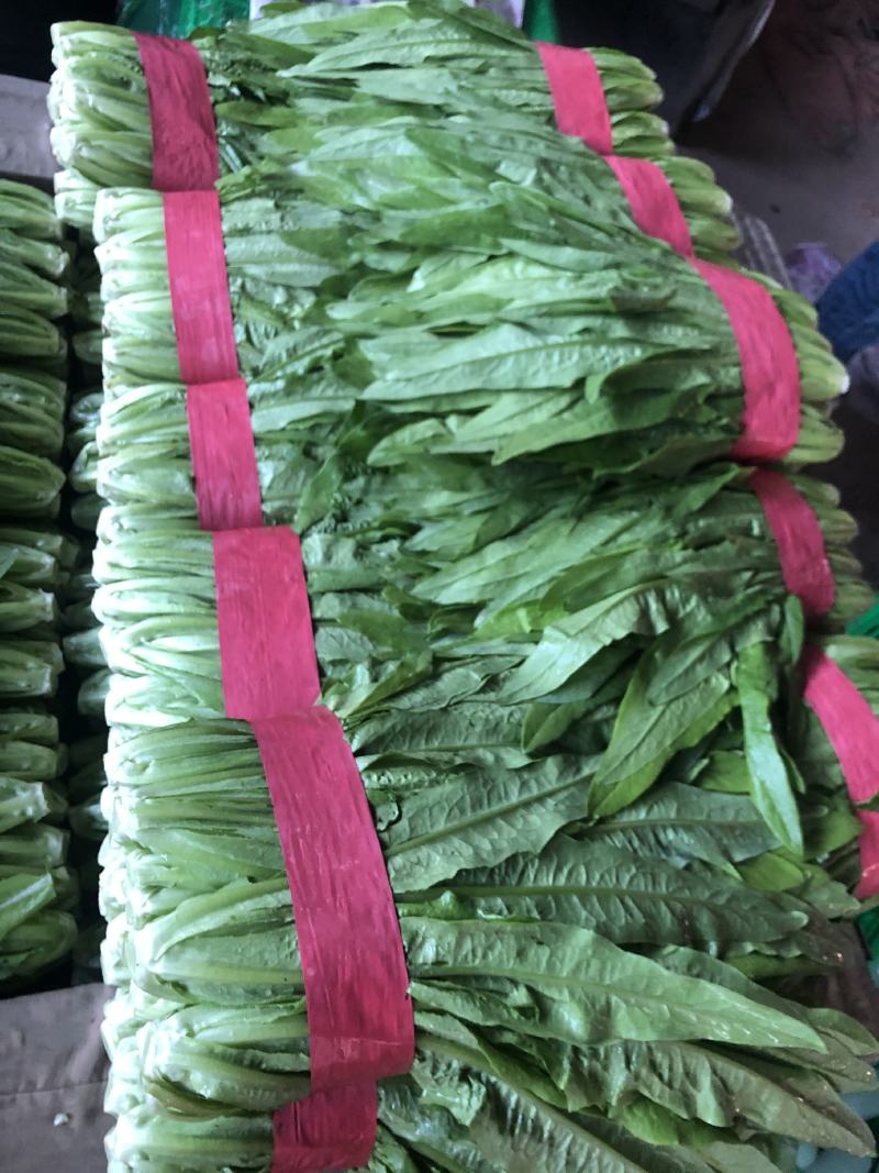 永年精品油麦菜可供应多种蔬菜供超市欢迎采购