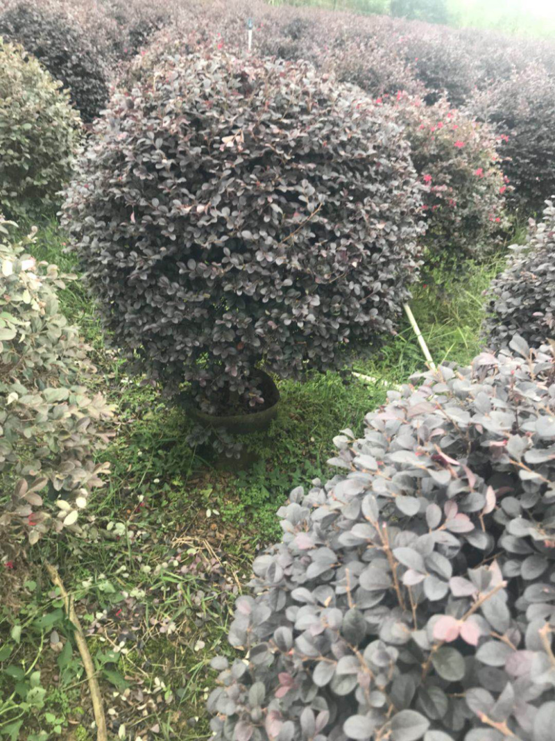 红继木精品球袋苗50-100厘米专业苗木供应及配送面议