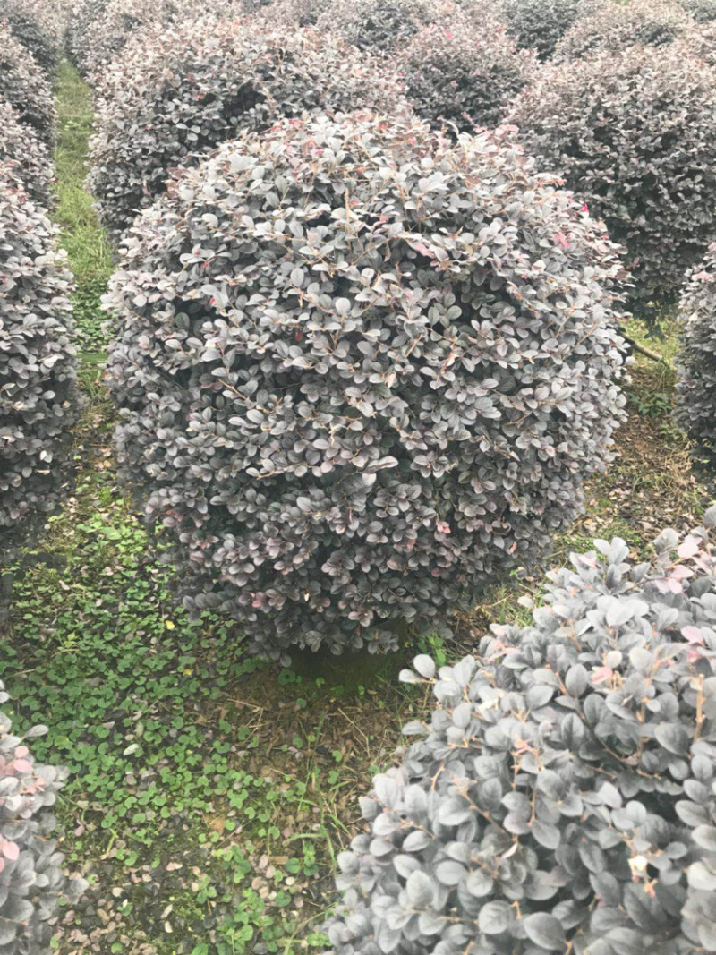 红继木精品球袋苗50-100厘米专业苗木供应及配送面议