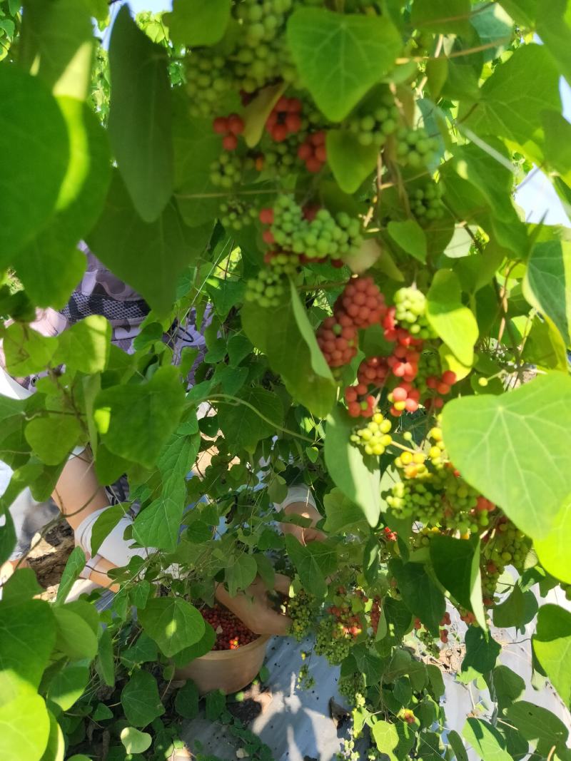 江西粉防己种子，基地直供有培育优质种苗和高产种植基地