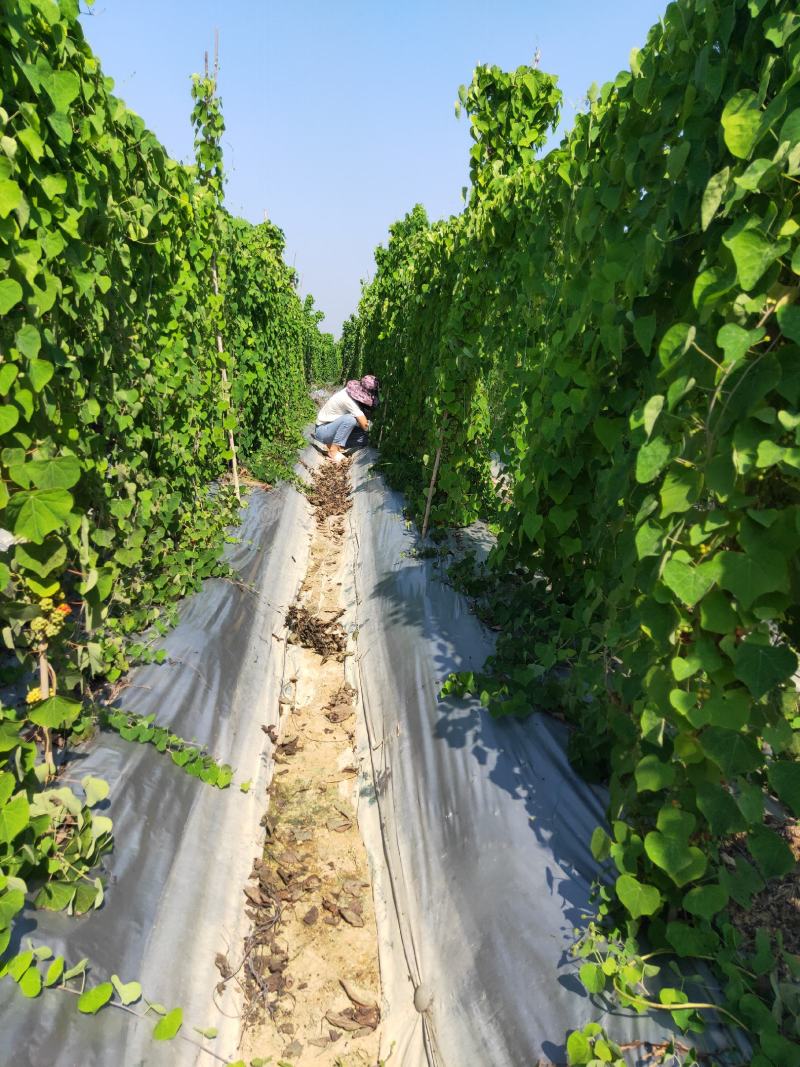 江西粉防己种子，基地直供有培育优质种苗和高产种植基地