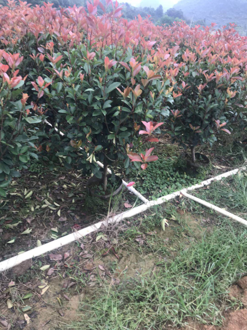 红叶石楠毛球布袋苗绿篱苗布袋苗规格0.5-1.8米面议