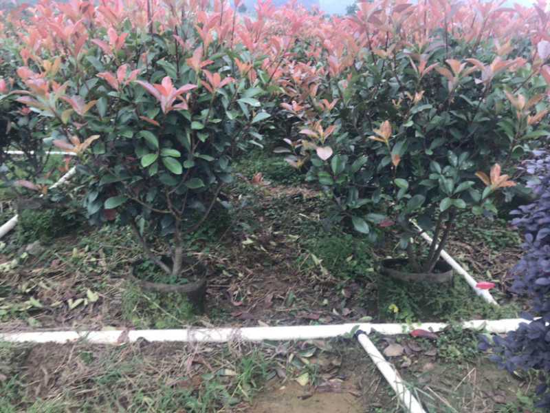 红叶石楠毛球布袋苗绿篱苗布袋苗规格0.5-1.8米面议