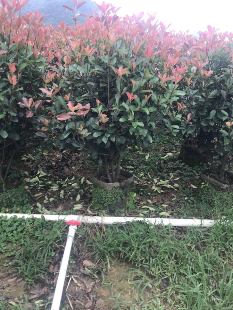 红叶石楠毛球布袋苗绿篱苗布袋苗规格0.5-1.8米面议