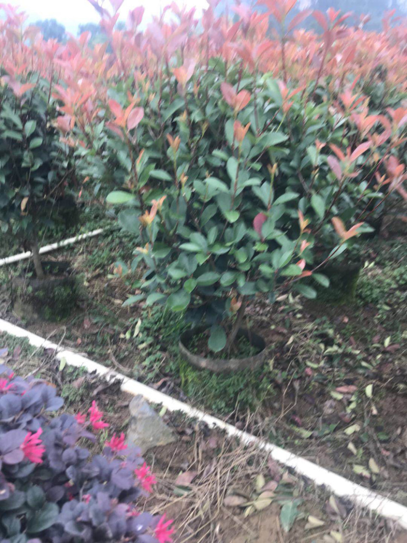 红叶石楠毛球布袋苗绿篱苗布袋苗规格0.5-1.8米面议