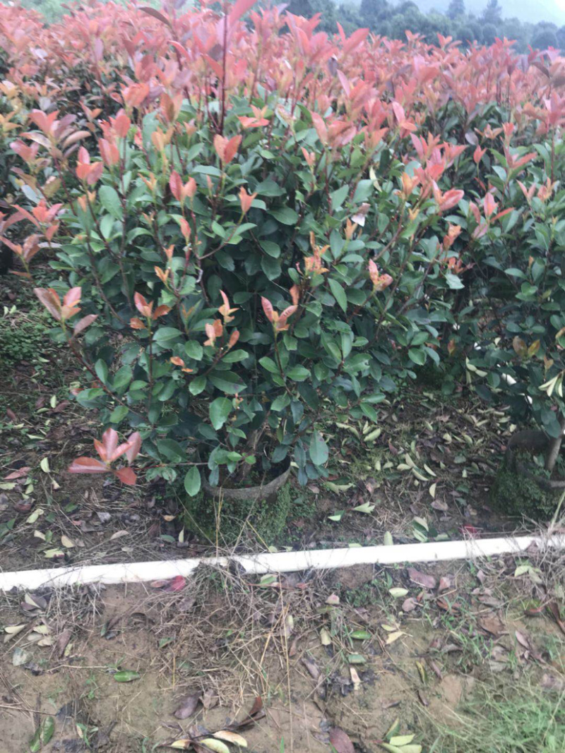 红叶石楠毛球布袋苗绿篱苗布袋苗规格0.5-1.8米面议