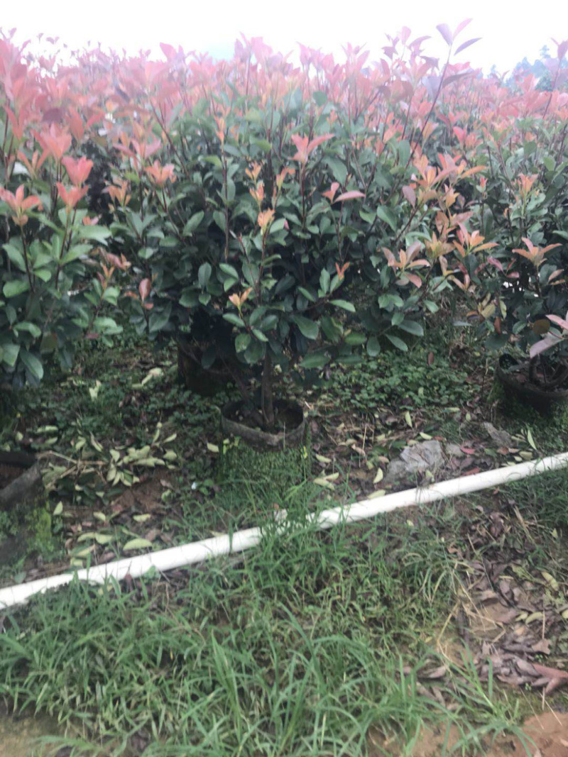 红叶石楠毛球布袋苗绿篱苗布袋苗规格0.5-1.8米面议