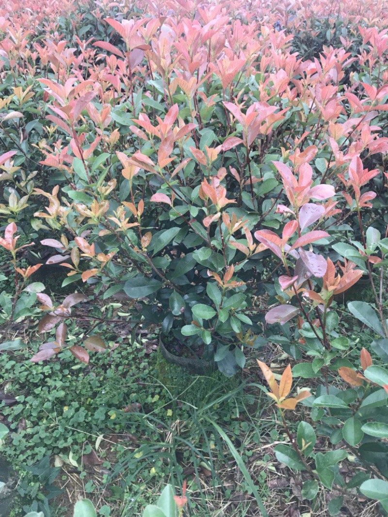 红叶石楠毛球布袋苗绿篱苗布袋苗规格0.5-1.8米面议