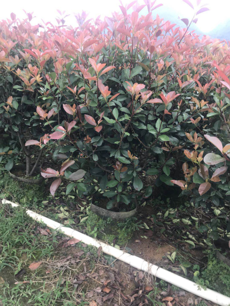 红叶石楠毛球布袋苗绿篱苗布袋苗规格0.5-1.8米面议