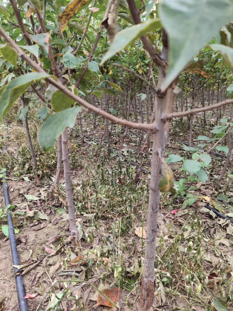 李子苗（矮支分叉）各种品种南北方均可种植