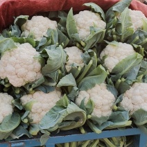 河北邯郸永年精品花菜花白紧实产地直发大量供应，保质量